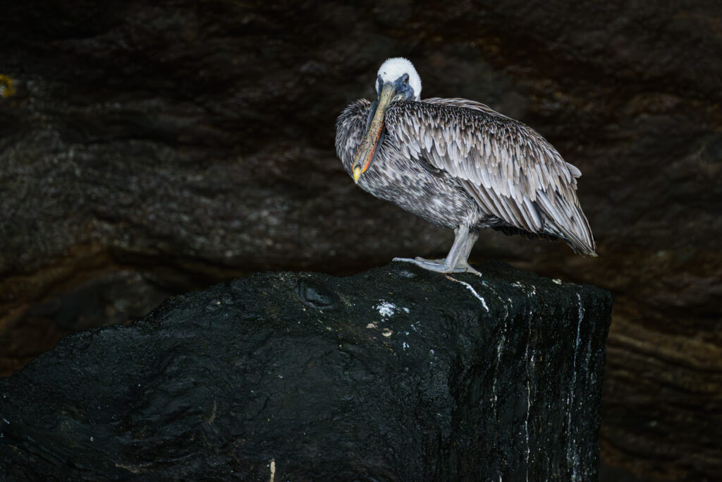 Brown Pelican