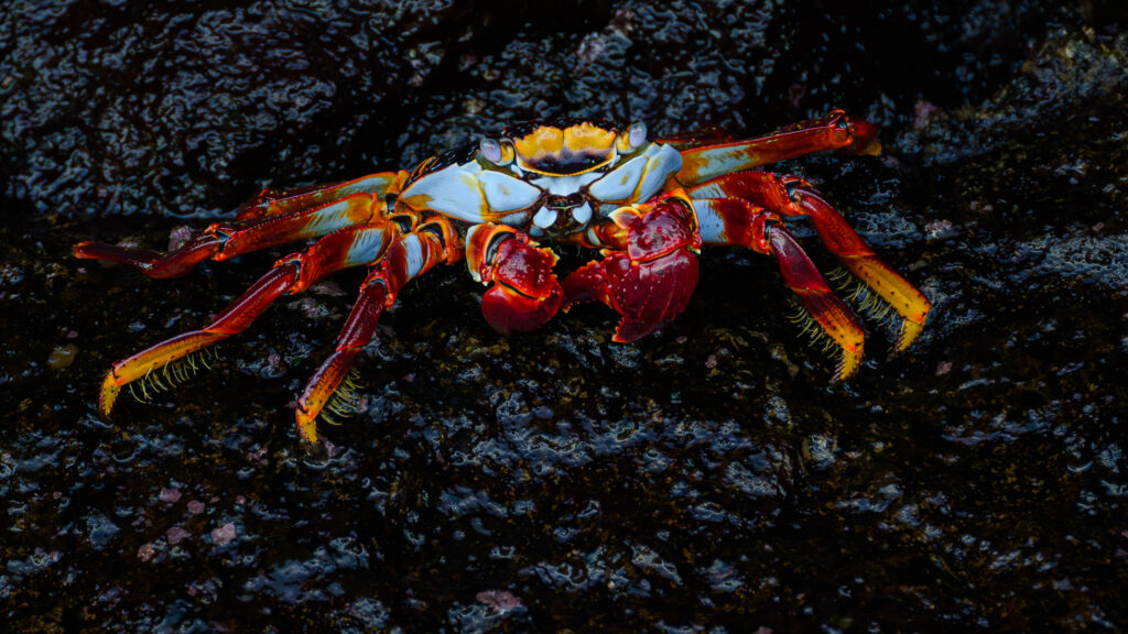 Sally Lightfoot Crab