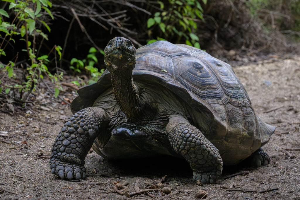 Galapagos Tortoise
