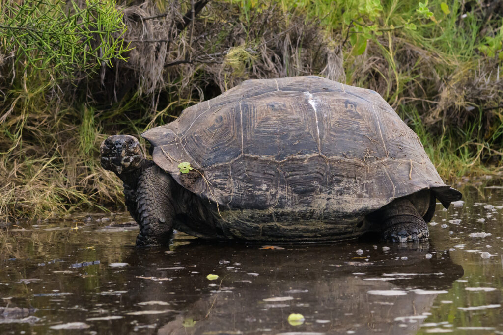 Galapagos Tortoise