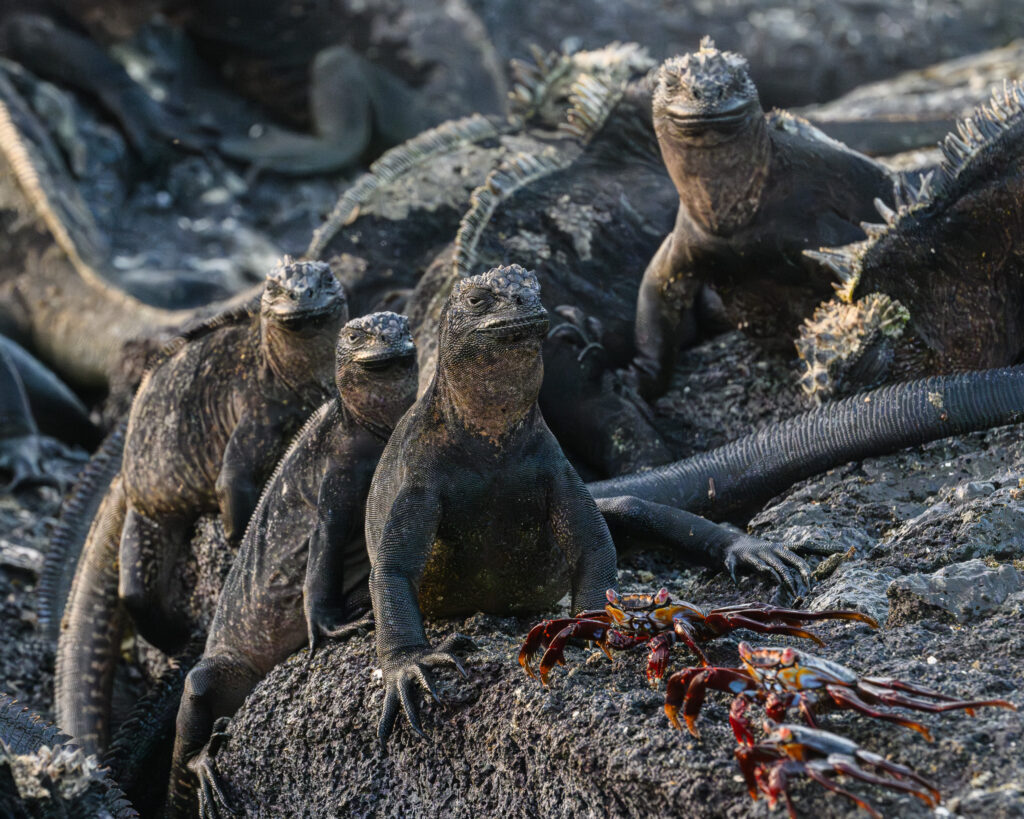Marine Iguanas