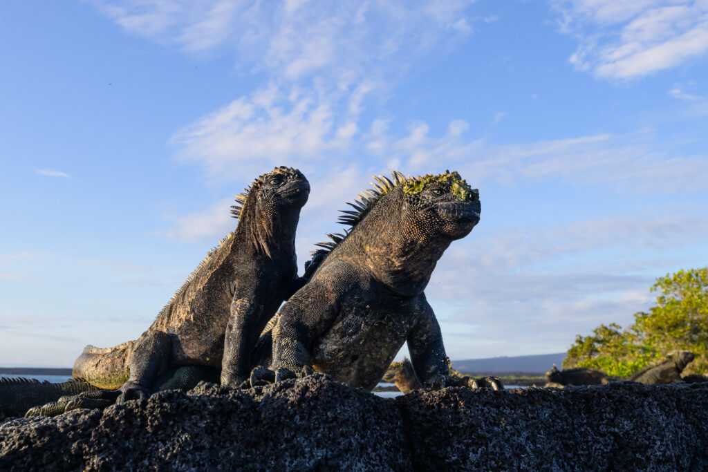 Marine Iguanas