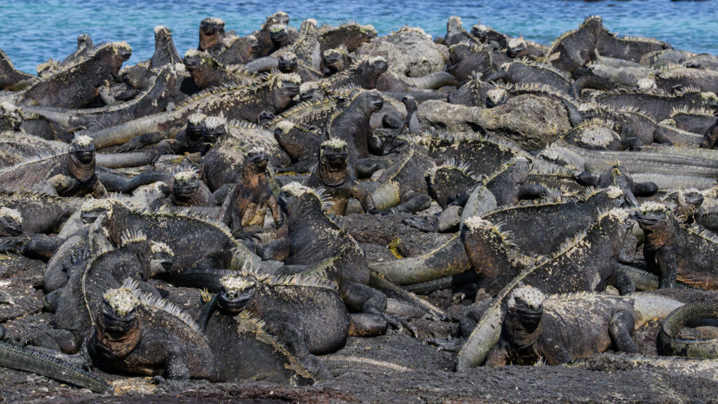 Marine Iguanas