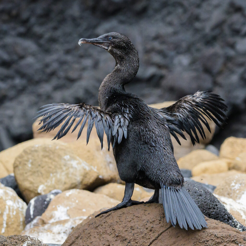 Flightless Cormorant