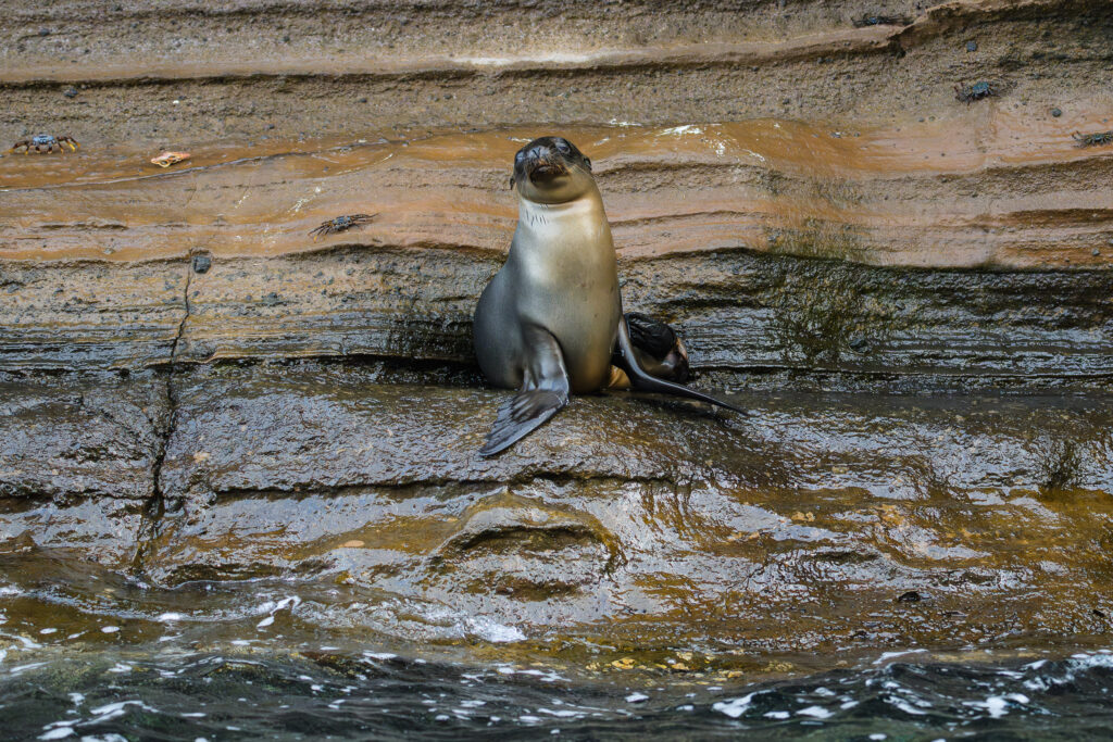 Galapagos Sea Lion