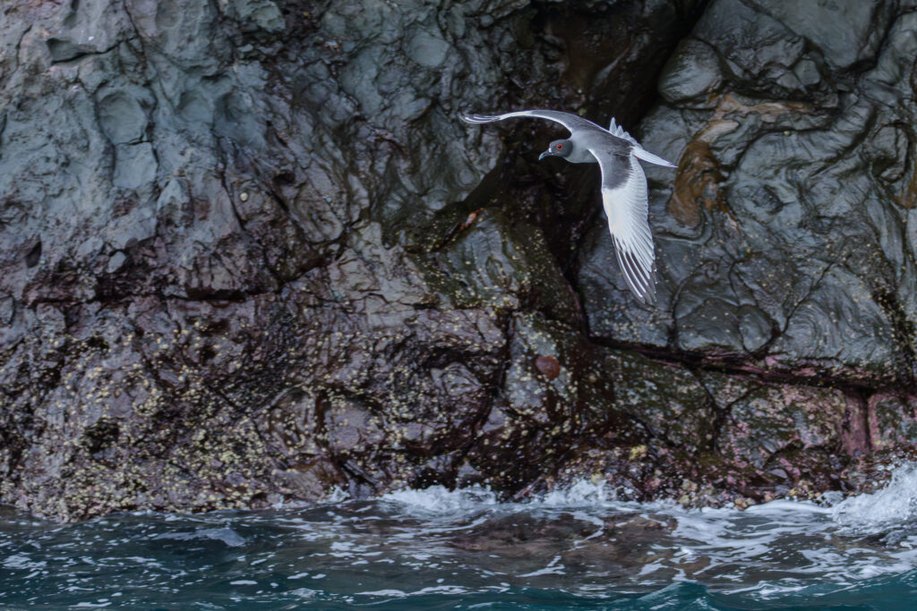 Swallow-tailed Gull