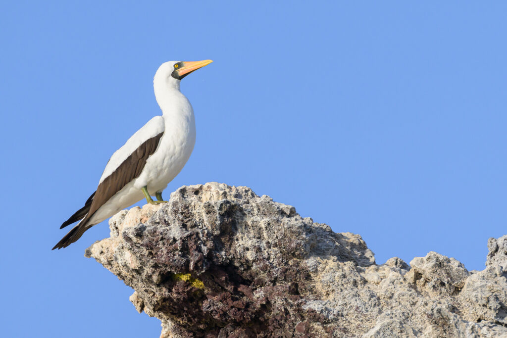 Nazca Booby