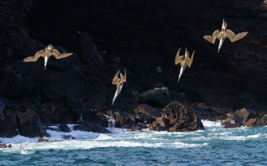 Blue-footed Boobies