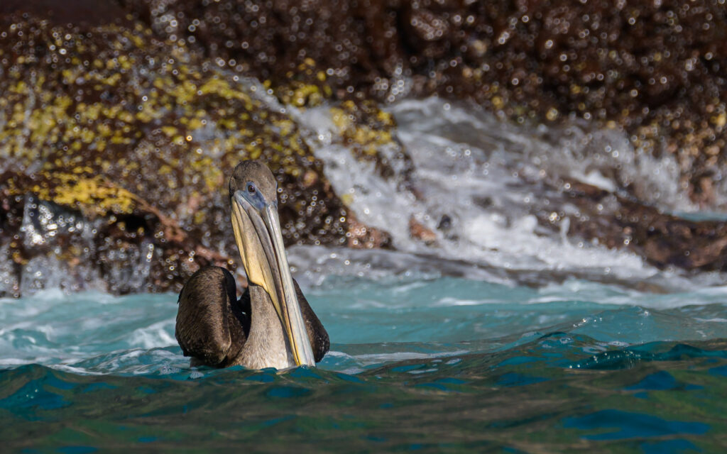 Brown Pelican