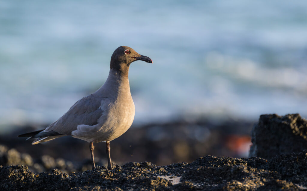 Lava Gull
