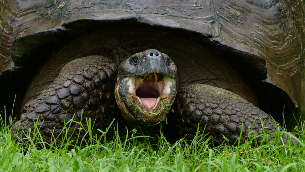 Galapagos Tortoise