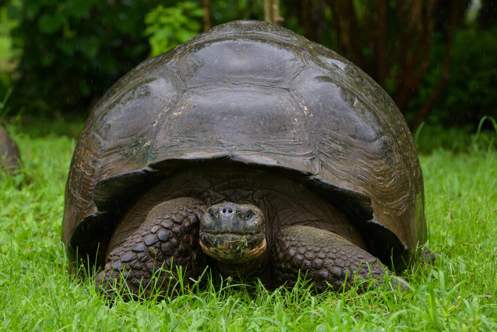 Galapagos Tortoise