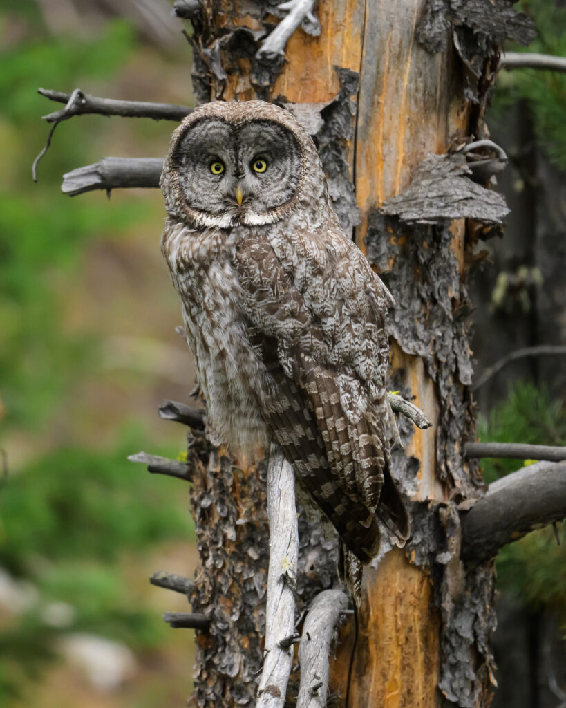 Great Grey Owl - Grand Teton National Park