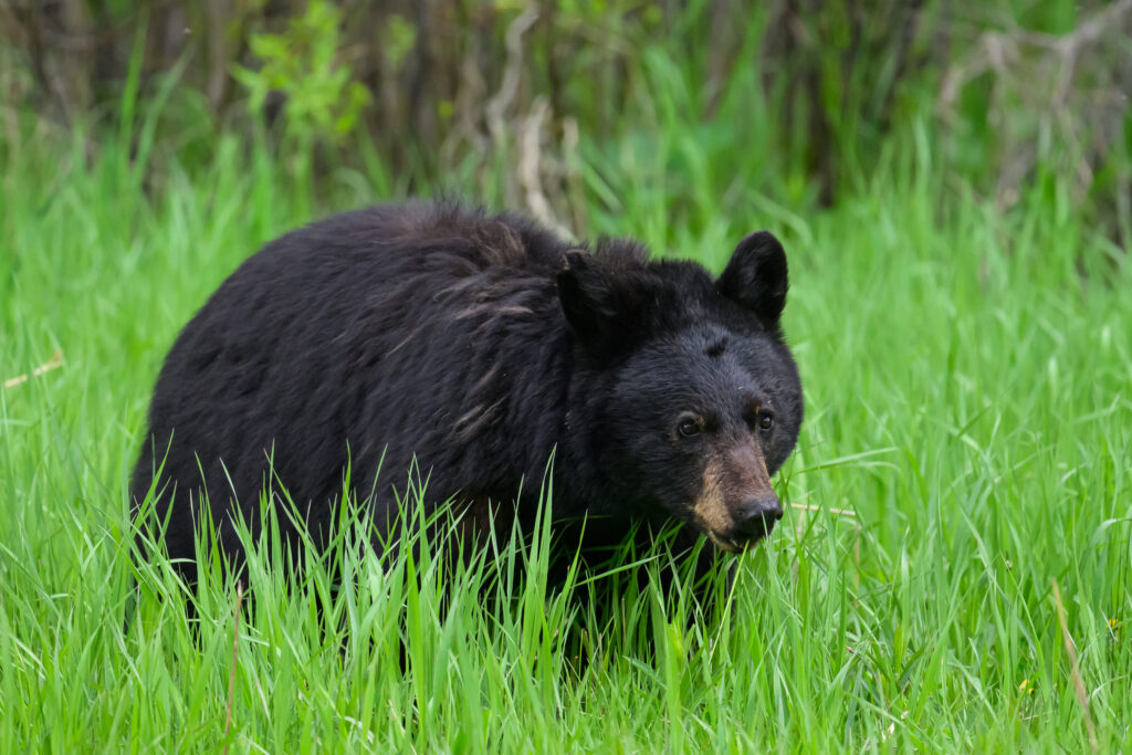 Black bear - Yellowstone National Park