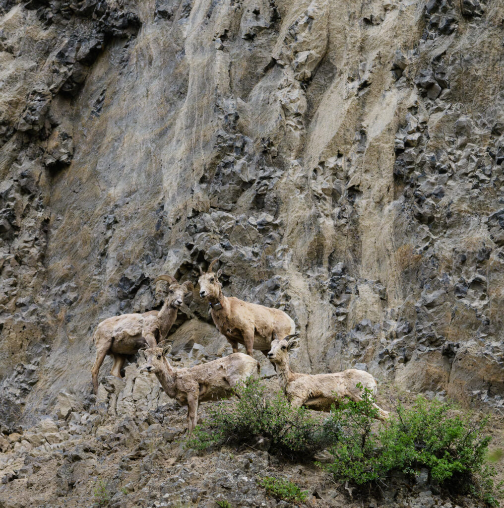 Juvenile bighorn sheep - Yellowstone National Park