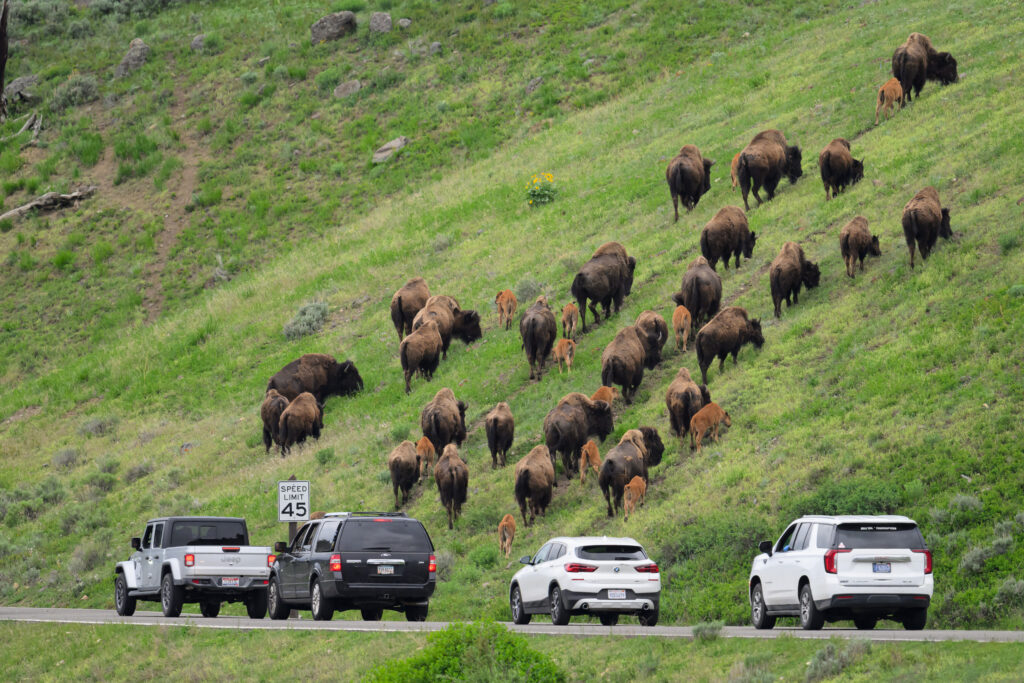 Herd of bison and calves in Yellowstone National Park