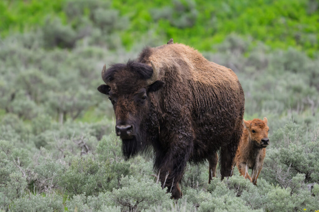 Bison mother and calf in Yellowstone National Park