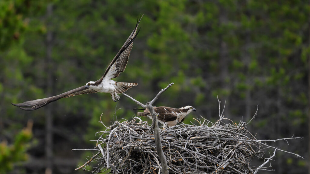 Osprey in nest - Yellowstone National Park
