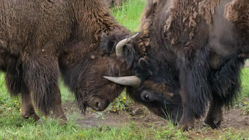 Bison jousting in Yellowstone National Park