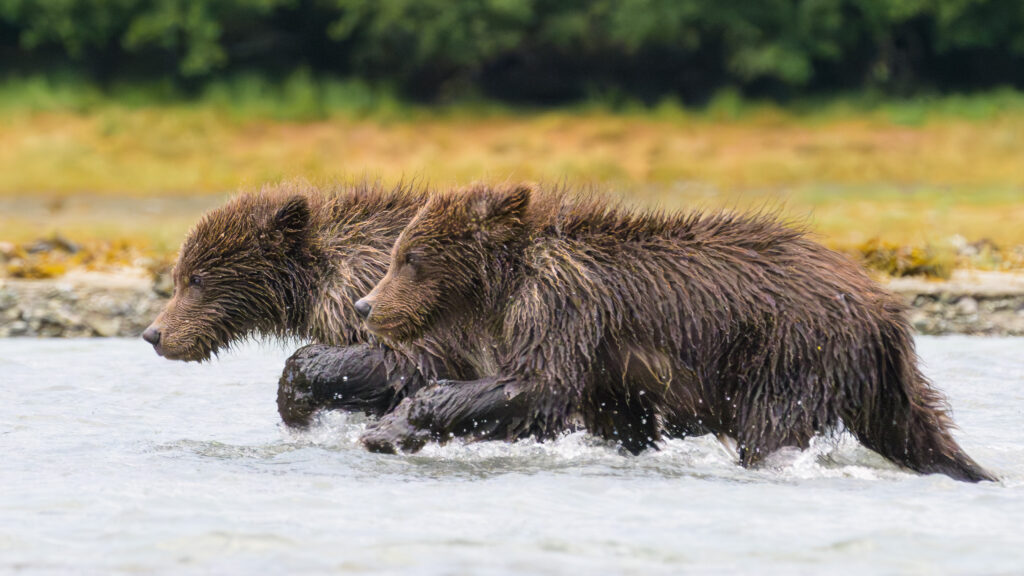 Brown bear cubs cross a river in Katmai National Park