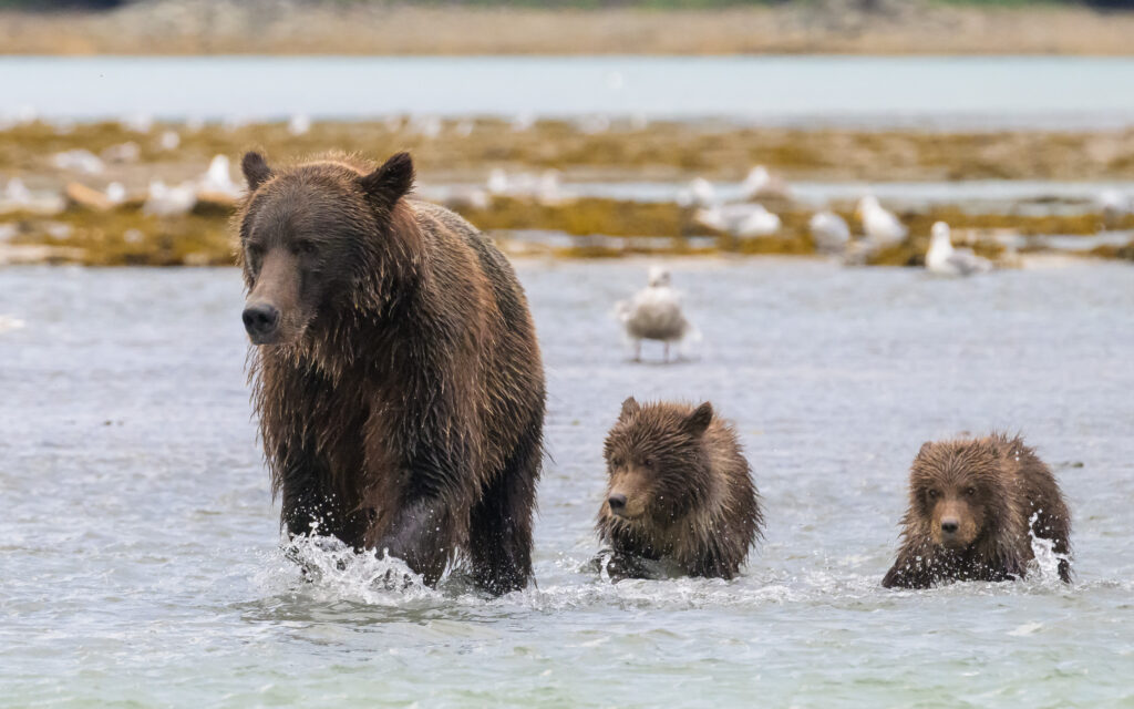 Brown bear sow and cubs in Katmai National Park