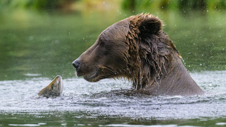 Brown bear stares down a salmon