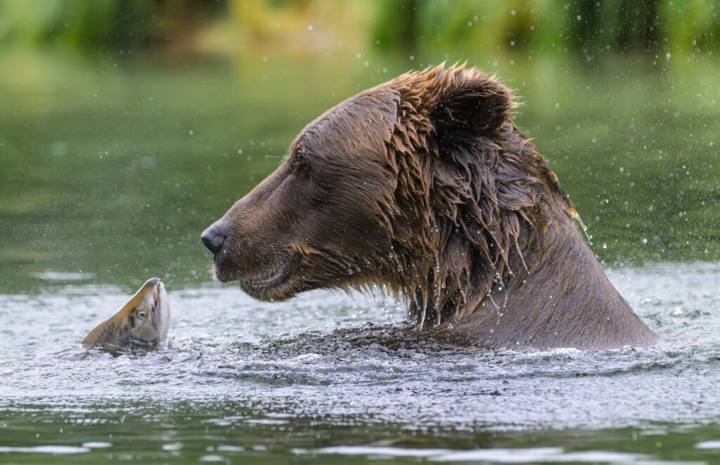 Brown bear stares down a salmon