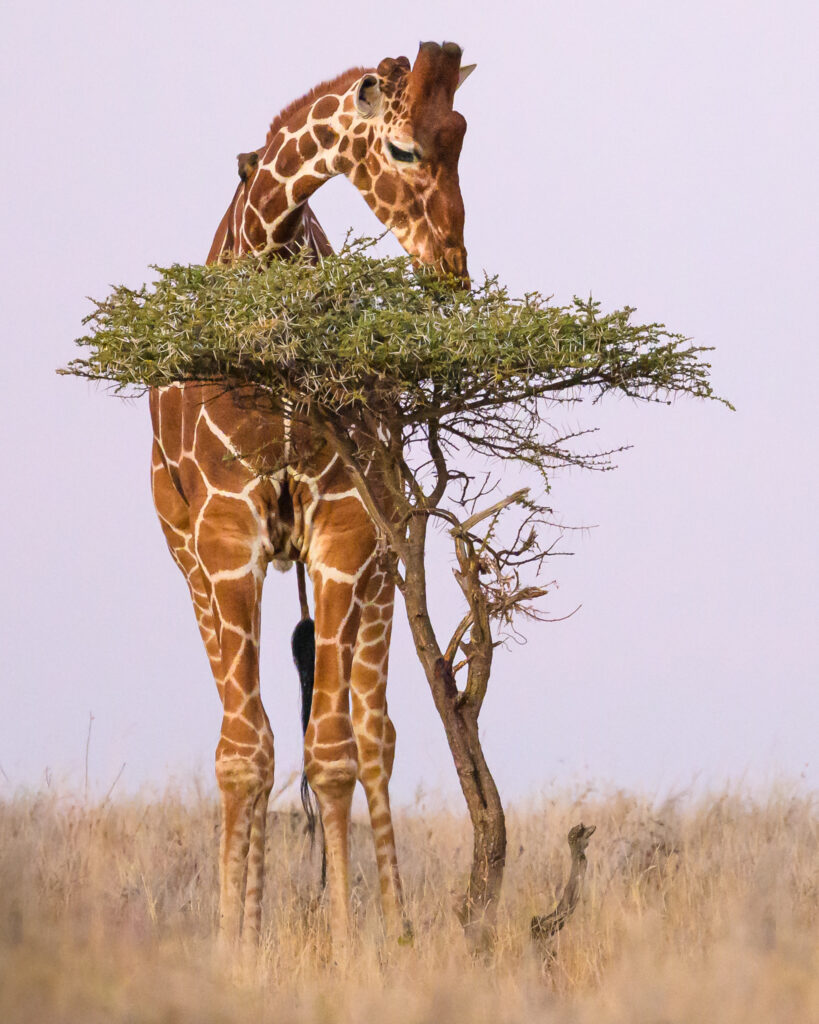 Large giraffe grazing on a small tree