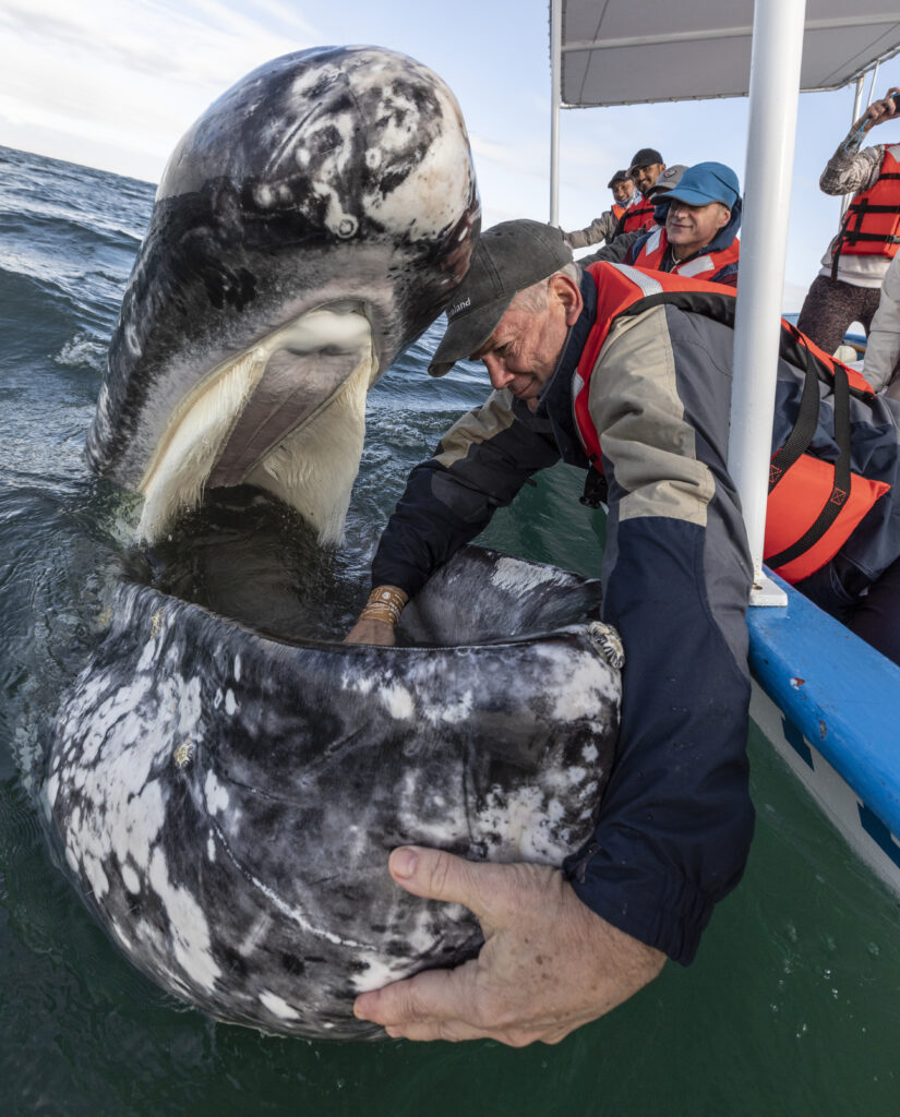 Petting a gray whale