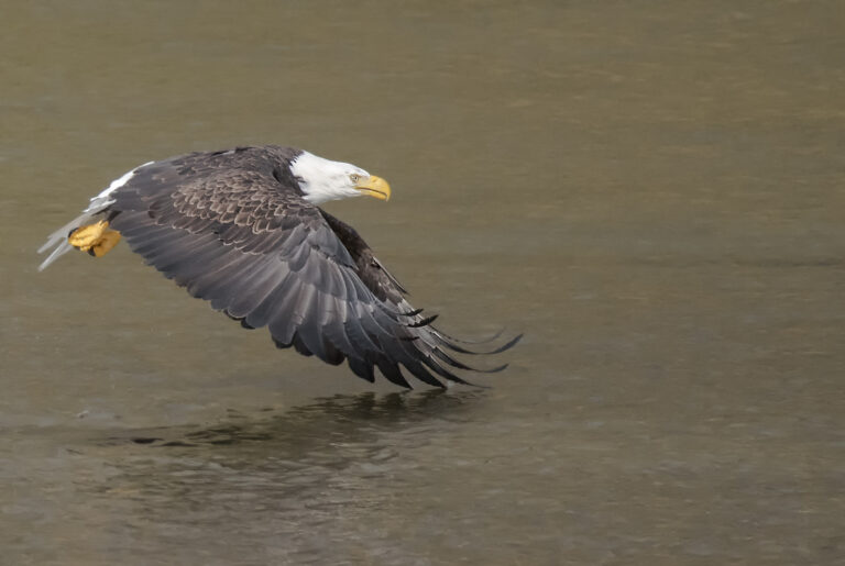 bald eagle on Fraser River