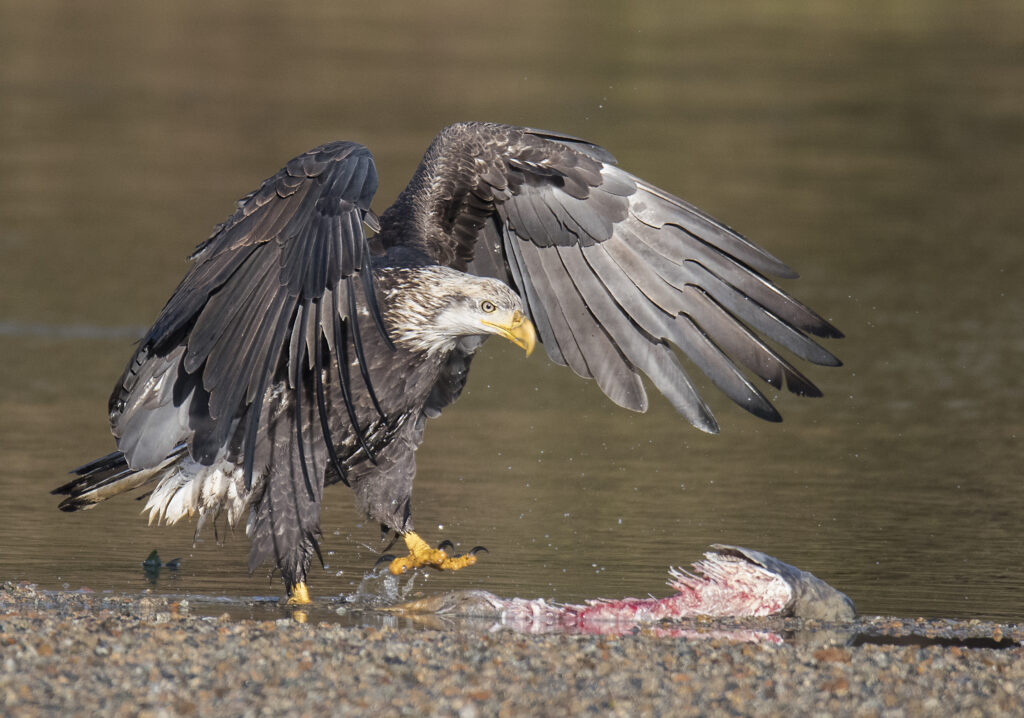 bald eagle walking towards salmon