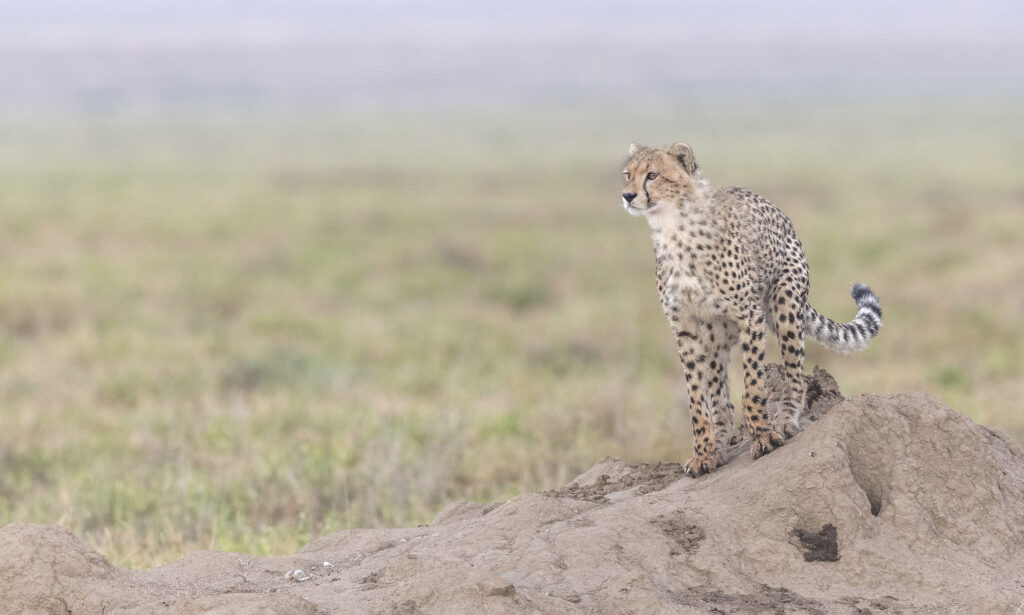 Cheetah on a termite mound