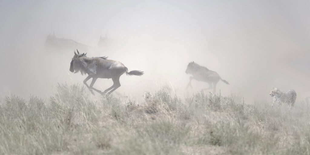 A cheetah chases wildebeest