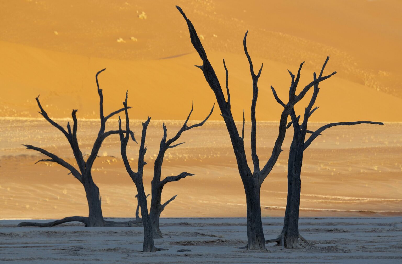 Camelthorn trees in Deadvlei, Namibia