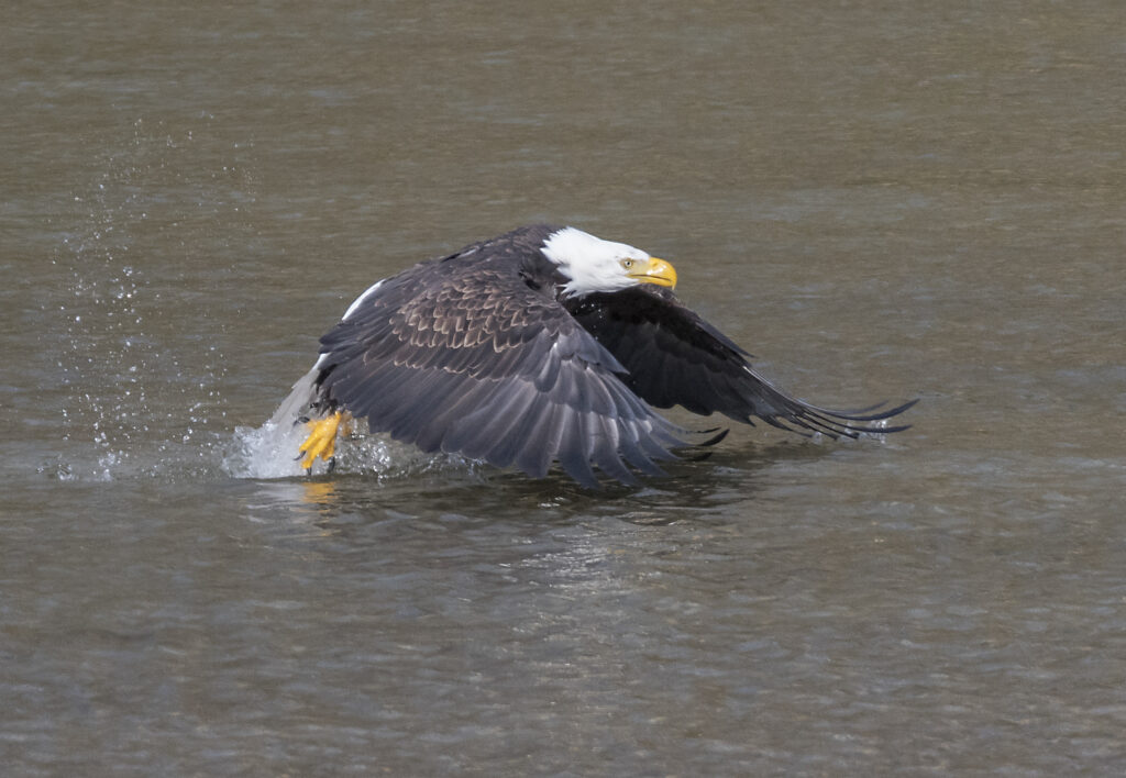 bald eagle taking flight from water