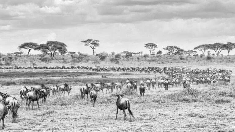 The Wildebeest migration in black and white