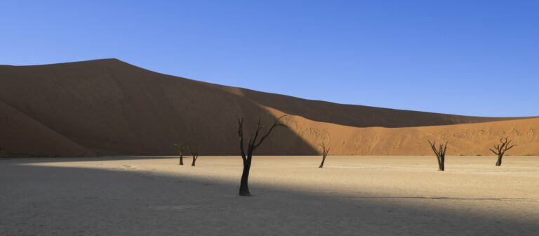 Camelthorn trees in front of sand dunes in Deadvlei, Namibia