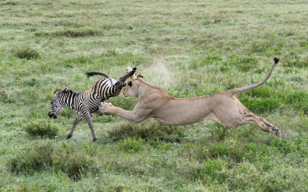 A lioness chases a young zebra