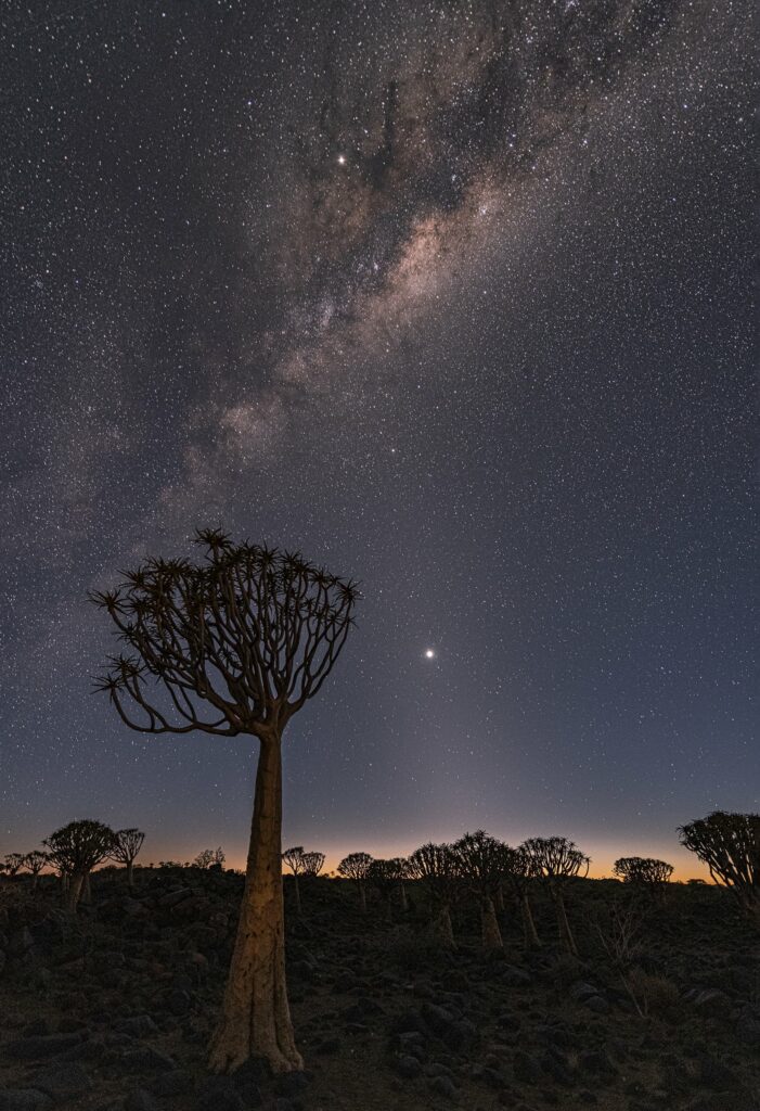 Milky Way galaxy over quiver tree forest in Namibia