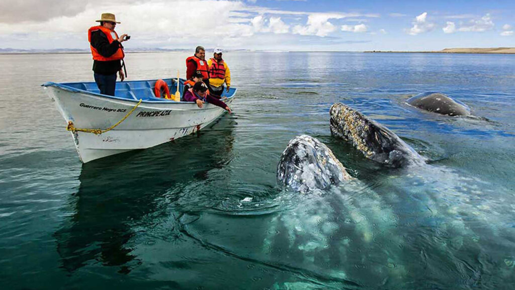 Gray whales alongside a boat