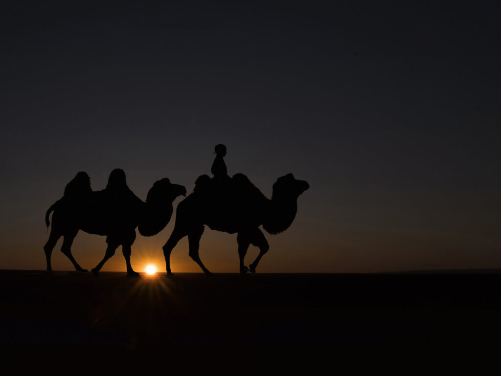Camel herder on the dunes at sunrise