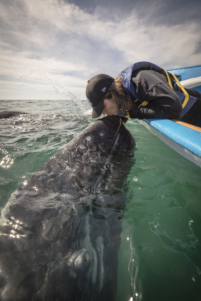 Kissing a gray whale