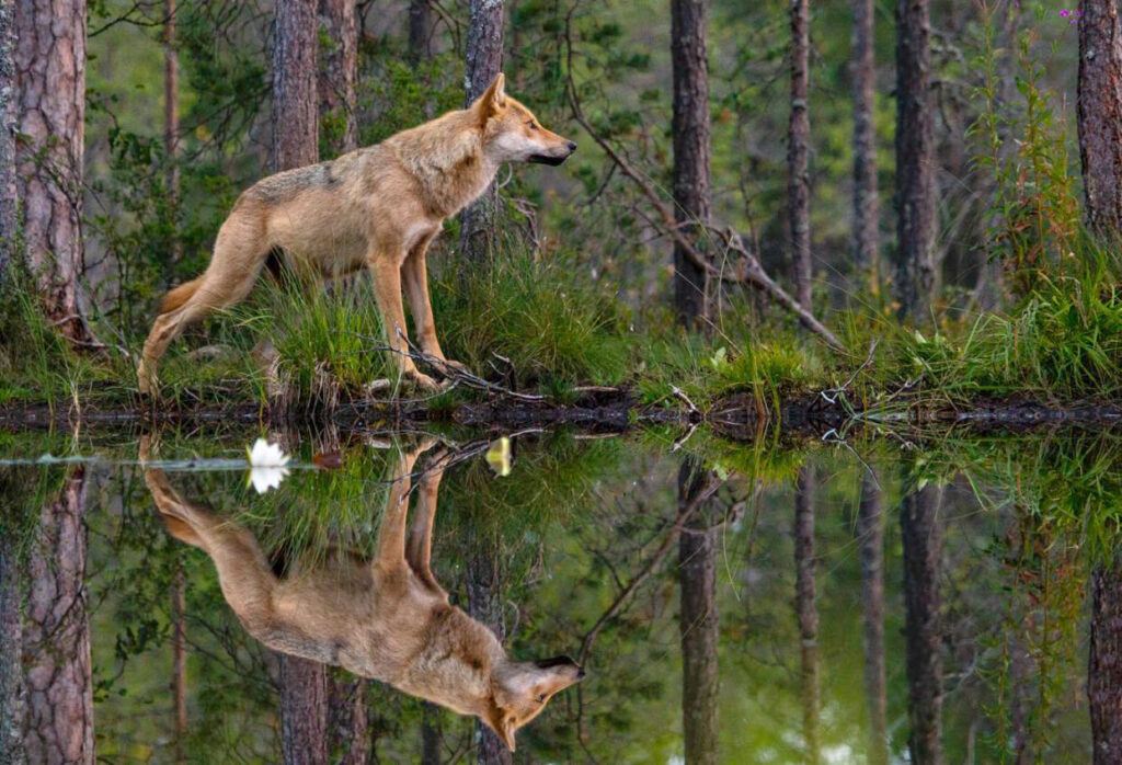 Wolf in Finland
