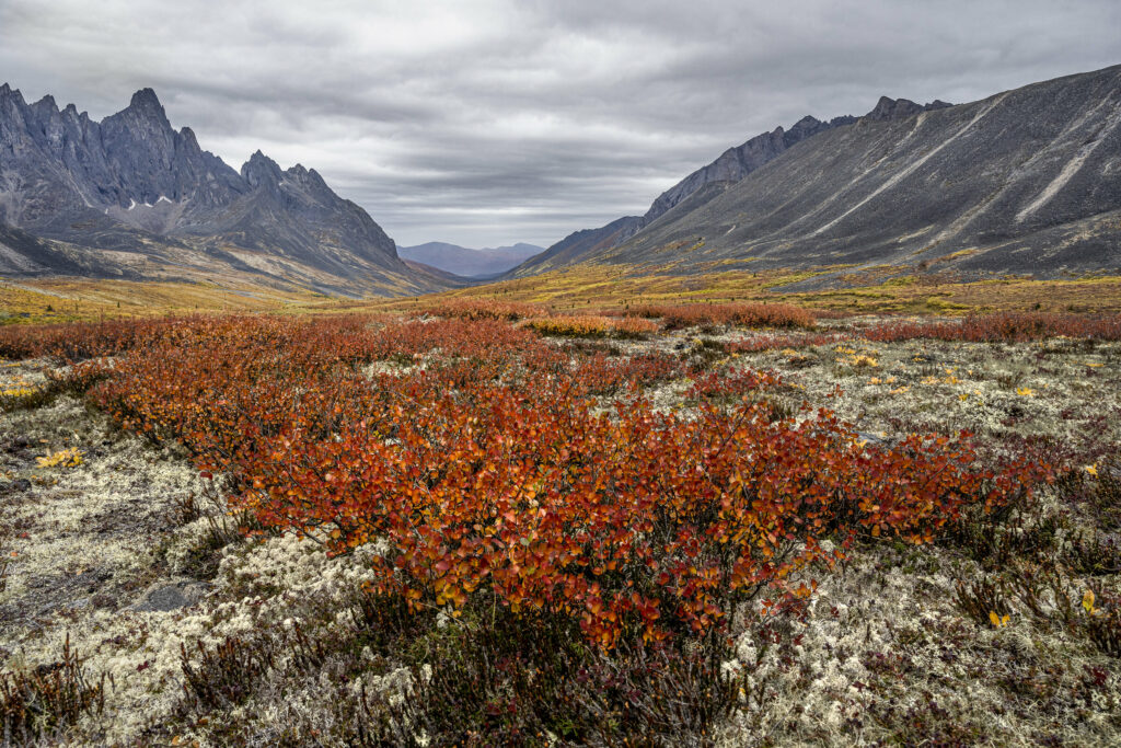 Fall colors in Tombstone Territorial Park