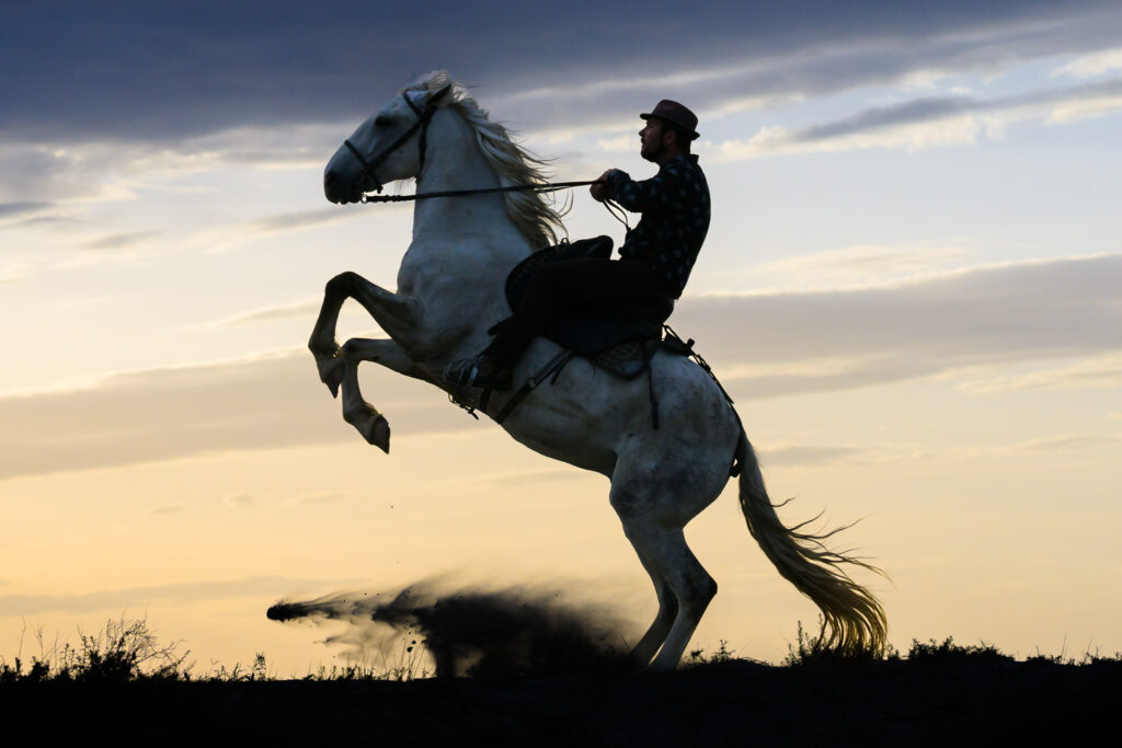 Gardian rears his Camargue horse at sunset