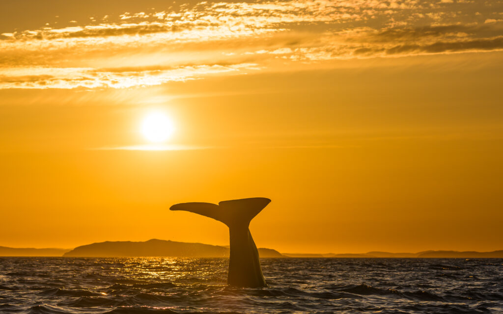 Sperm whale tail at sunset