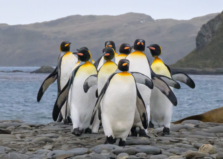 King penguins on Salisbury Plain, South Georgia
