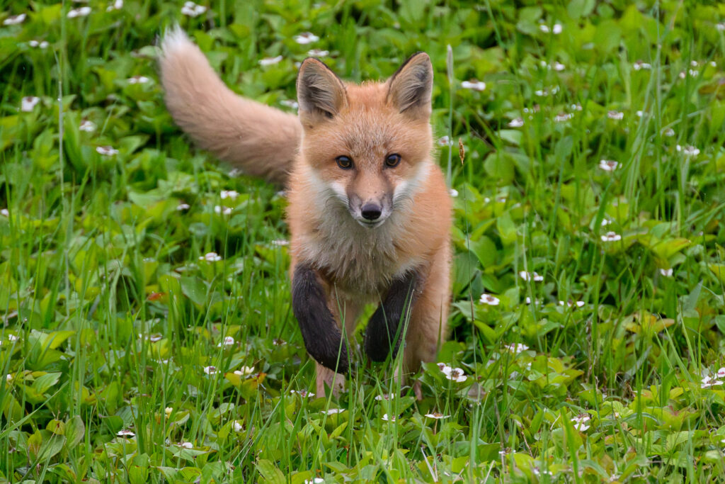Red fox in Newfoundland