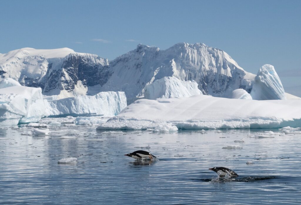 Porpoising Gentoo Penguins