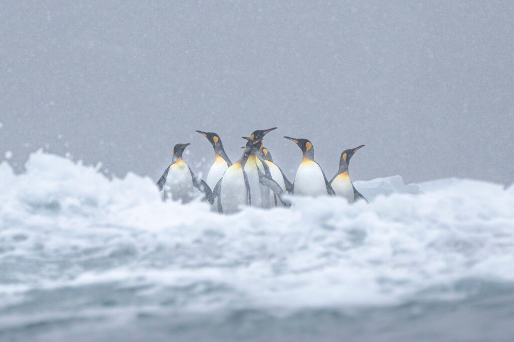 King Penguins standing in the surf